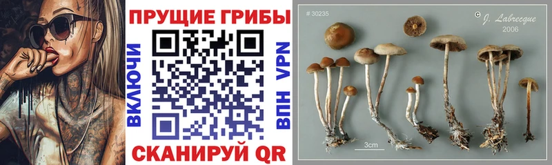Купить закладки  Кохма  Псилоцибиновые грибы мицелий 